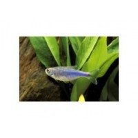 Tetra bleu 2.5/3cm - Lot de 10