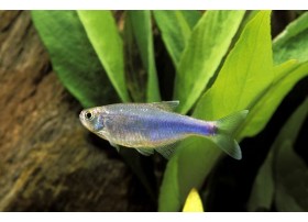 Tetra bleu 2.5/3cm - Lot de 10