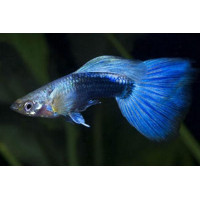 Guppy Mâle Neon Bleu 3,5-4 cm