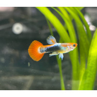 Guppy tuxedo rouge argent mâle 3.5/4cm - à l'unité