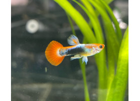 Guppy tuxedo rouge argent...