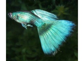 Guppy moscou vert (mâle)