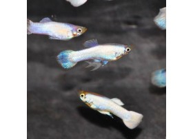 Guppy Moscou White