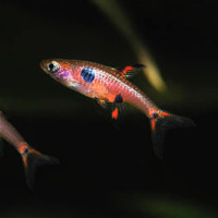 Rasbora nain