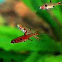 Rasbora nain