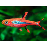 Rasbora moustique