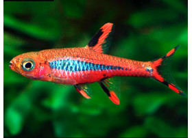 Rasbora moustique