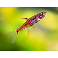 Rasbora moustique