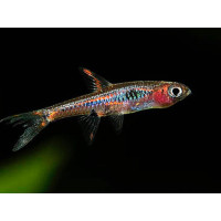 Mini rasbora