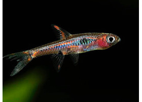 Mini rasbora