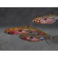 Mini rasbora