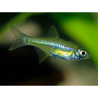 Rasbora émeraude