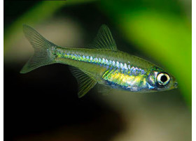 Rasbora émeraude