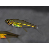 Rasbora émeraude