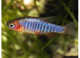 Danio emeuraude