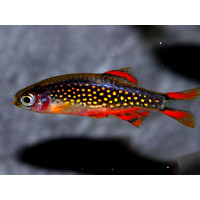 Rasbora galaxy