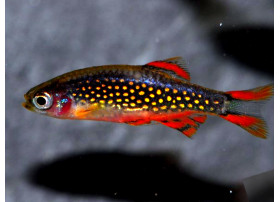 Rasbora galaxy