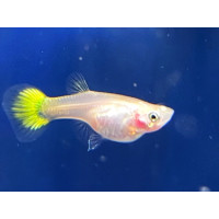 Guppy Yellow Micarif (Femelle)