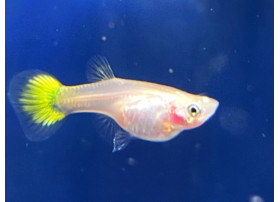 Guppy Yellow Micarif (Femelle)