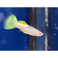 Guppy Yellow Micarif (Mâle)