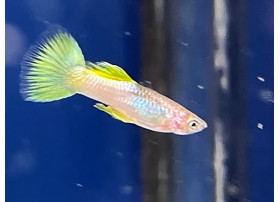 Guppy Yellow Micarif (Mâle)