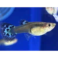 Guppy Red Mozaic (Femelle)