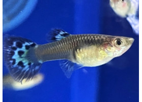 Guppy Red Mozaic (Femelle)