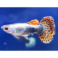 Guppy Platinum Red Mozaic