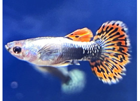 Guppy Platinum Red Mozaic