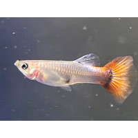 Guppy Platinum Red Tail (Femelle)