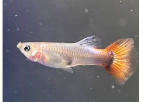 Guppy Platinum Red Tail...