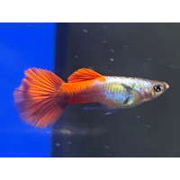 Guppy Platinum Red Tail (Mâle)