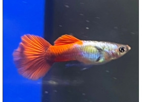 Guppy Platinum Red Tail (Mâle)