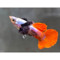 Guppy Platinum Red Tail Big Ear (Femelle)