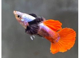 Guppy Platinum Red Tail Big...