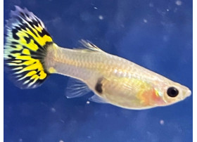 Guppy Yellow Tiger (Femelle)