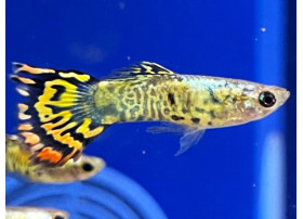 Guppy Yellow Tiger (Mâle)