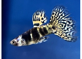 Guppy Yellow Tiger King...