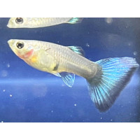 Guppy Metal Snakeskin Blue Tail (Femelle)