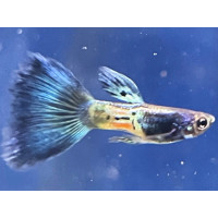 Guppy Metal Snakeskin Blue Tail (Mâle)