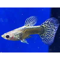 Guppy Metal Snakeskin Blue Tail (Mâle)