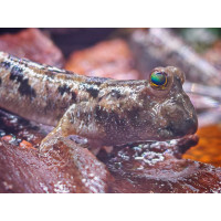 Mudskipper