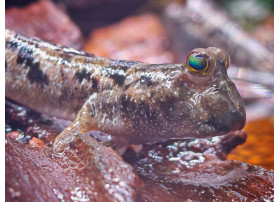 Mudskipper