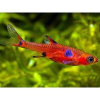 Rasbora nain