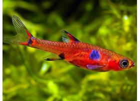 Rasbora nain