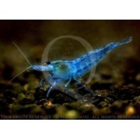 Neocaridina heteropoda - Blue Dream - Velvet