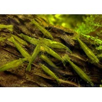 Caridina cf.babaulti - Babaulti green