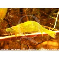 Caridina cf.babaulti - Babaulti green