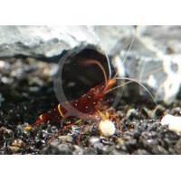 Caridina spinata - yellow strip