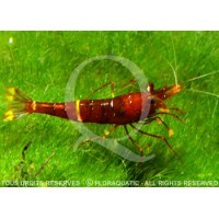 Caridina spinata - yellow strip